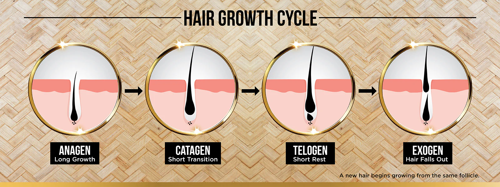 Hair growth cycle banner